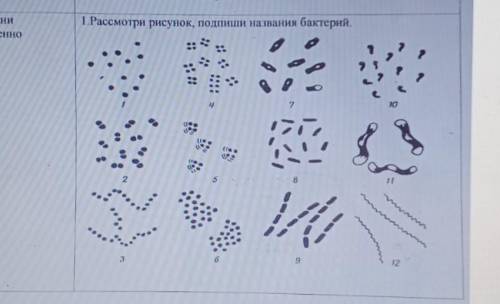 Рассмотрите рисунок Подпиши названия бактерий​