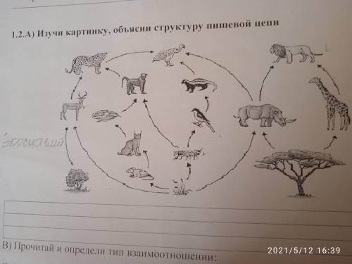 Обьясни структуру пищевой цепи