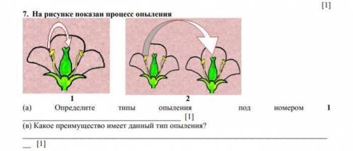 На рисунке показан процесс опыления. !