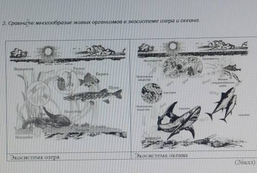 Сравните многообразие живых организмов в экосистеме озера и океана. ​