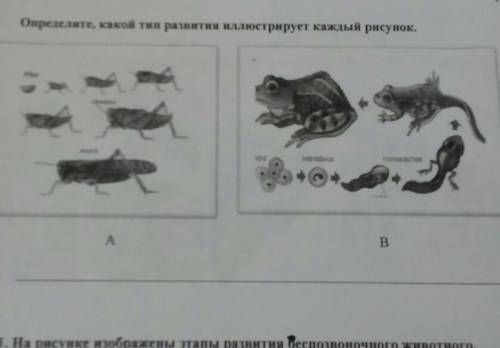 9.Определите, какой тип развития иллюстрирует каждый рисунок.AB​