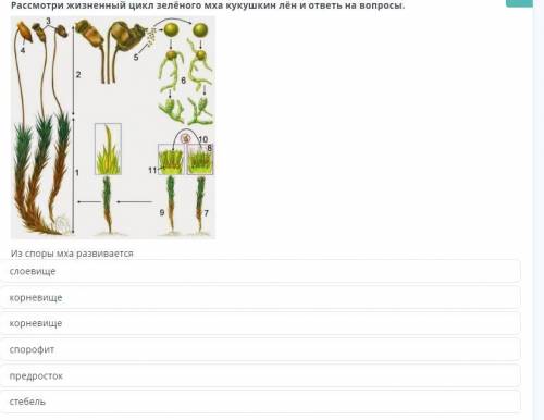 Рассмотри жизненый цикл зеленого мха кукушкин лен и ответь на вопросы.