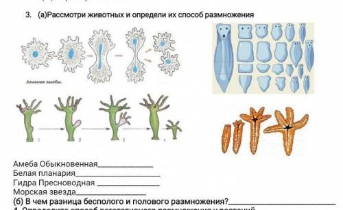 )Рассмотри животных и определи их размножения Амеба ОбыкновеннаяБелая планарияГидра Пресноводная Мор