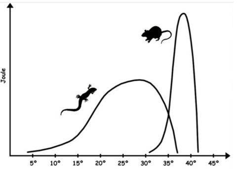 Рассмотрите график. Опишите зависимость активности представленных животных от температуры тела