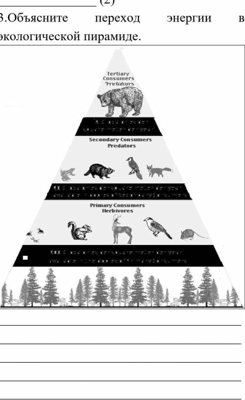 3.Объясните переход энергии в экологической пирамиде. ​