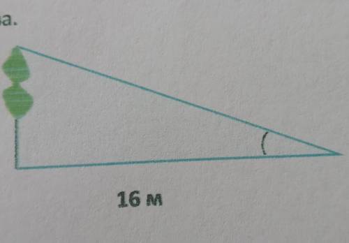 Вершину дерева, віддалено від даного пункту на 16 см, видно під кутом 16°. Знайдіть висоту дерева​