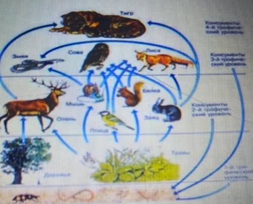 Задания 1.На рисунке представлена экосистема.(а) Используя данные на рисунке, составьте экологическу