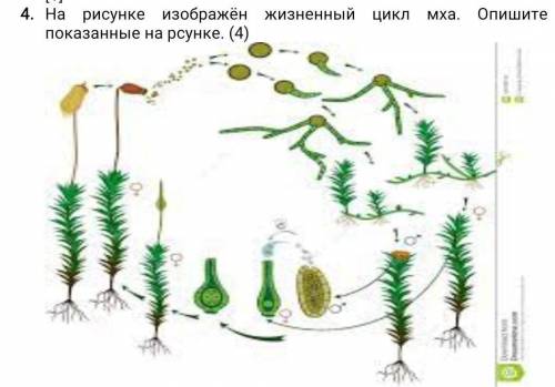 Рисунке изображён жизненный цикл мха. Опишите процессы показанные на рсунке. (​