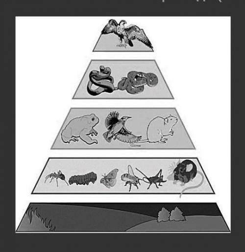 1.В. Объясните переход энергии в экологической пирамиде ( 3- 5 предложени) ​