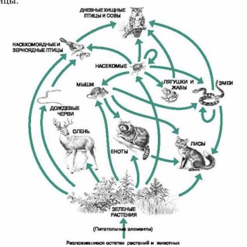 Внимательно посмотрите на рисунок экосистемы и ответьте на вопросы ( по за каждый правильный ответ)