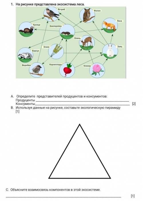 на рисунке представлена экосистема леса ​