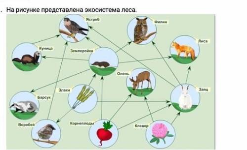 Объясните взаимосвязь компонентов в этой экосистеме.​