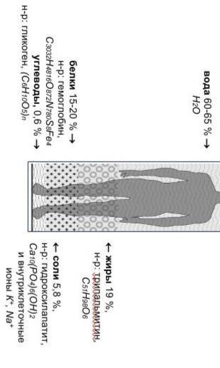 На рисунке представлены сведения о веществах, из которых состоит организм человека и их содержании в