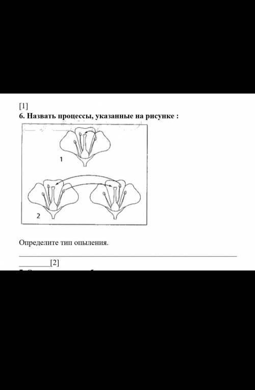 Назвать процессы, указанные на рисунке: Определите тип опыления.[2]​