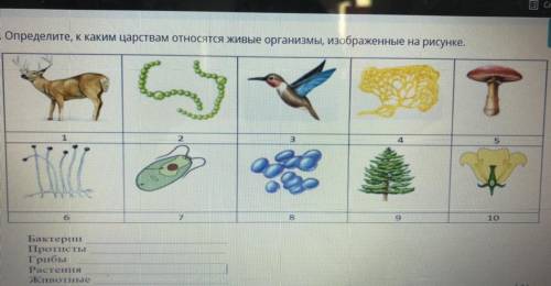 Определите, к каким царствам относятся организмы, изображённые на рисунке.