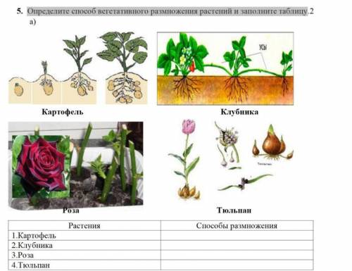 Определите вегетативного размножения растений и заполните таблицу