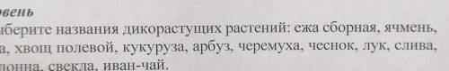 1. Выберите названия дикорастущих растений: ежа сборная, ячмень, Ольха, хвощ полевой, кукуруза, арбу