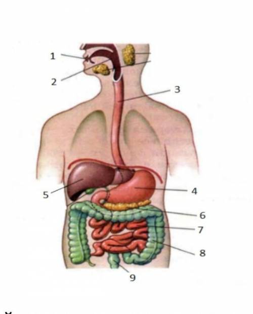 Охарактеризуйте общий план строения пищеварительной системы человека (рисунок). Опишите процессы пищ