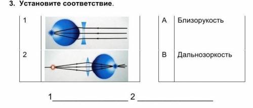 Установите соответствие.1)2)А) Близорукость В) Дальнозоркость соч​