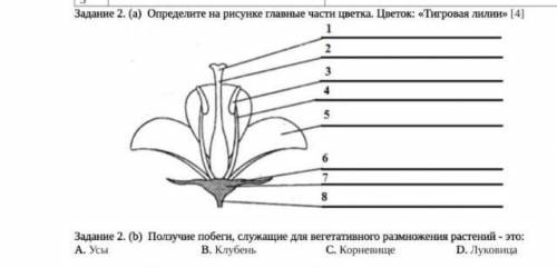 ) Определите на рисунке главные части цветка. Цветок: «Тигровая лилии» [4]​