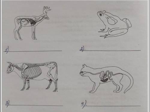 Напиши, какие системы органов животных видны на фотографиях! Используются следующие слова: система о