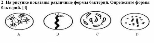 На рисунке показаны различные формы бактерий. Определите формы бактерий