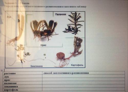 Определи вегетативного размножения и заполните таблицу. Растение:Лук, ирис, паланхия, земляника, кар