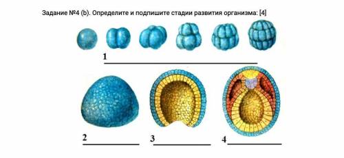 Задание №4 (b). Определите и подпишите стадии развития организма ​