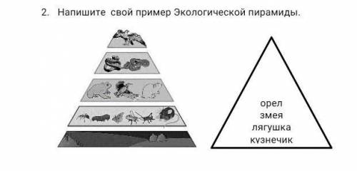 Напишите свой пример Экологической пирамиды. ​