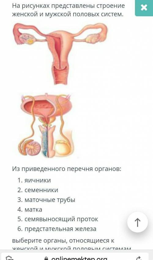 с этим заданием На рисунках представлены строение женской и мужской половых системаИз приведенного п