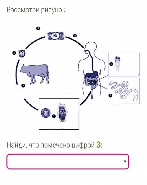 Вставь цифру, которой обозначен основной хозяин:​