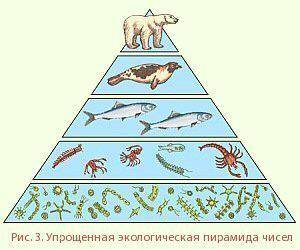 2.1. Объясните переход энергии в экологической пирамиде.
