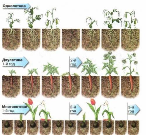 Опишите с рисунка жизнь: гороха моркови и тюльпана. Рисунок прекрипил