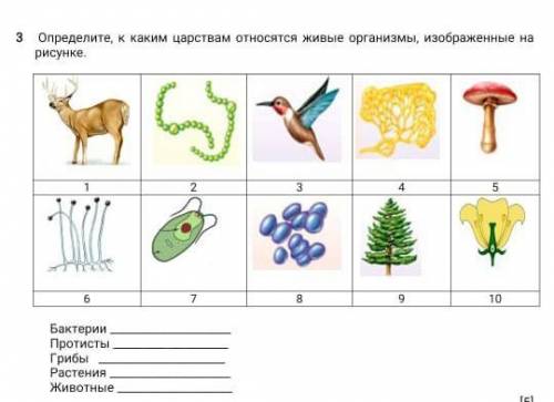 Определите, к каким царствам относятся живые организмы, изображенные на рисунке.GT12.35va678Бактери