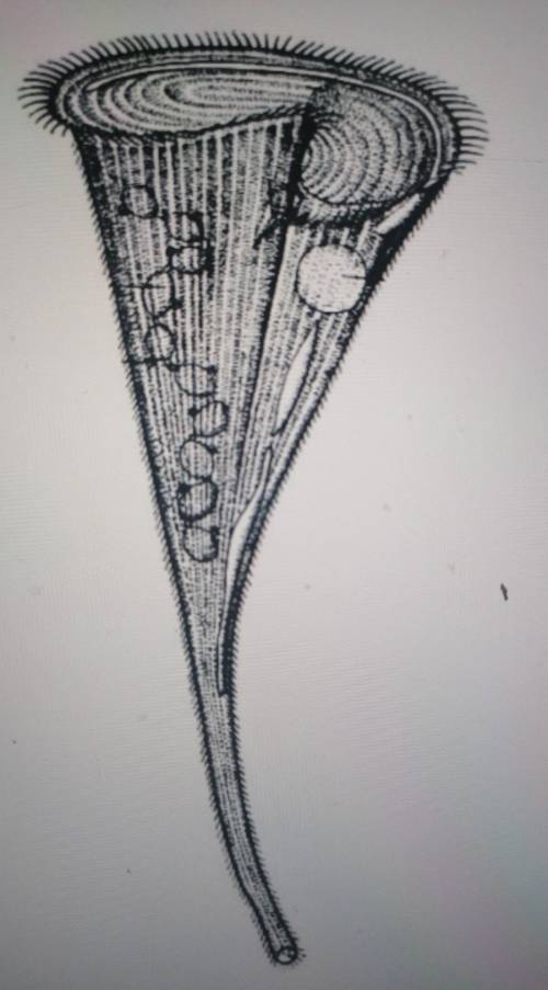 Обозначь название органеллы, с которой передвигается это животное 1)ресничка2)жгутик3)ложножки​