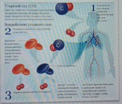 объясните физиологическое действие угарного газа на организм человека, используя рисунок(правда в нё