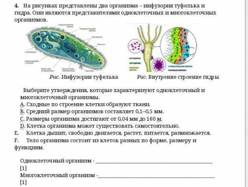 ЭТО СОЧ ПО ЕСТЕСТВОЗНАНИЮ СПАМ БАН 1. На рисунках представлены два организма – инфузория туфелька и