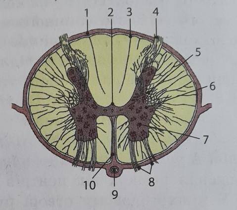 Розгляньте поперечний зріз спинного мозку i визначте цифри, якими позначено такі елементи внутрішньо
