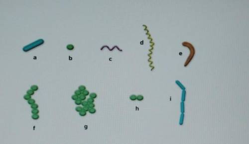 . На рисунке показаны формы бактерий. Определите под какими буквами обозначены бацилла , кока,спирил