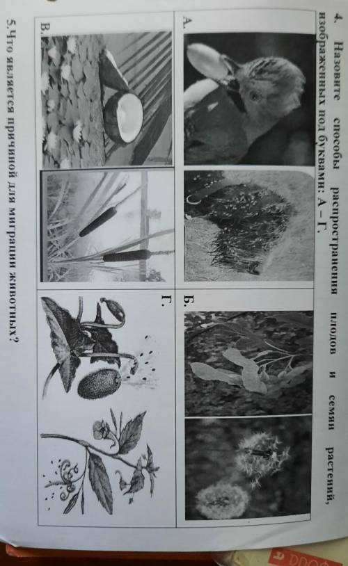 Назовите распространения плодов и семян растений изображённых под буквами а -г​