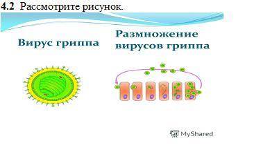 (а) Отметьте организм, размножение которого изображено на рисунке А. Бактерии В. Простейшие С. Вирус