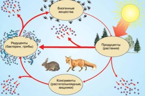 (а)Назовите компоненты экосистемы. [2](в)Приведите примеры живых организмов, находящихся в экосистем