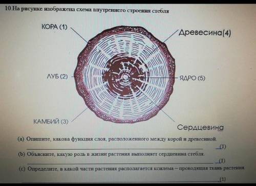 (2) Опишите, какопа функция слоя расположенного между корой и древестой a) (b) Обше, какую роль на р