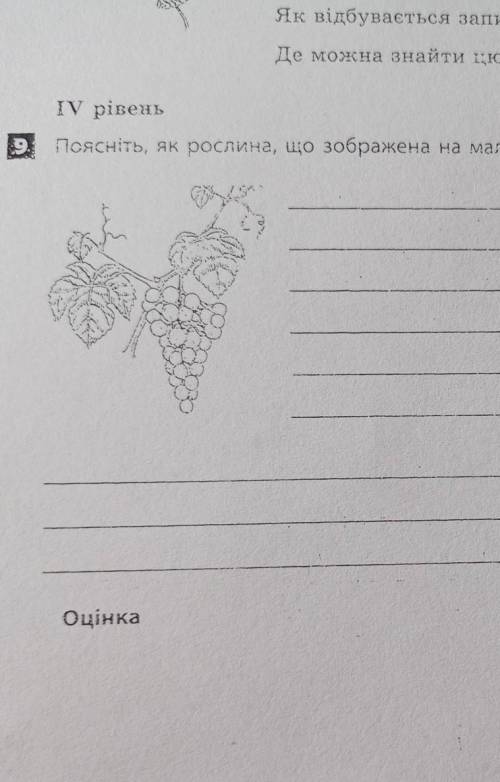 ІV рівеньПоясніть, як рослина, що зображена на малюнку, пристосована до середовища існування.​