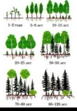 1.2. Объясните причины смены экосистем, изображенных на рисунке 1-2 года 5-8 лет10-15 лет20-25 лет30