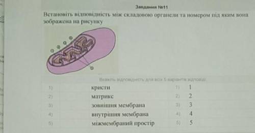 Встановіть відповідність між складовою органели та номером під яким вона зображена на рисунку. 1) кр