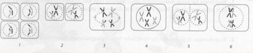 Какое деление клетки показано на схеме? Пронумеруйте картинки в правильном порядке.