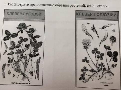 Лабораторная работа по биологииМорфологическая характеристика клеверов