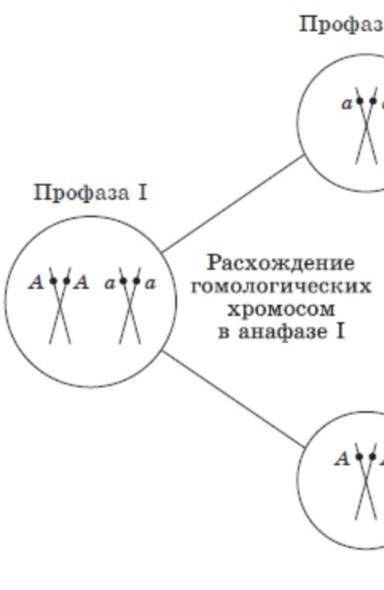 Составьте схему формирования пола у тутового шелкопряда. Составьте схему формирования пола у тутовог