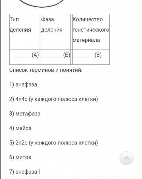 Рассмотрите рисунок и определите тип и фазу деления клетки, количество генетического материала в кле